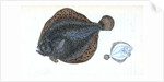 Brill, Pleuronectes rhombus by E. Donovan