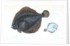 Brill, Pleuronectes rhombus by E. Donovan