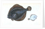 Brill, Pleuronectes rhombus by E. Donovan