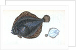 Brill, Pleuronectes rhombus by E. Donovan