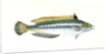 Indented-striped Wrasse, Labrus Julis by E. Donovan