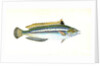Indented-striped Wrasse, Labrus Julis by E. Donovan