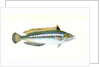 Indented-striped Wrasse, Labrus Julis by E. Donovan