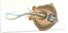 Sting Ray, Raja Pastinaca by E. Donovan