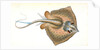 Sting Ray, Raja Pastinaca by E. Donovan