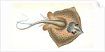 Sting Ray, Raja Pastinaca by E. Donovan