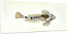 Sordit Dragonet, Callionymus Dracunculus by E. Donovan