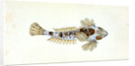 Sordit Dragonet, Callionymus Dracunculus by E. Donovan