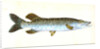 Common Pike, Esox Lucius by E. Donovan