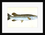 Common Pike, Esox Lucius by E. Donovan
