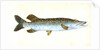 Common Pike, Esox Lucius by E. Donovan