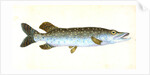 Common Pike, Esox Lucius by E. Donovan