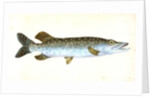 Common Pike, Esox Lucius by E. Donovan