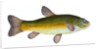 Tench, Cyprinus Tinca by E. Donovan