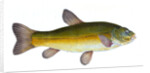 Tench, Cyprinus Tinca by E. Donovan