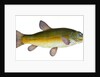 Tench, Cyprinus Tinca by E. Donovan