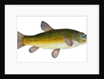 Tench, Cyprinus Tinca by E. Donovan