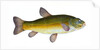 Tench, Cyprinus Tinca by E. Donovan