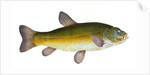Tench, Cyprinus Tinca by E. Donovan