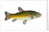 Tench, Cyprinus Tinca by E. Donovan