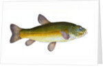 Tench, Cyprinus Tinca by E. Donovan