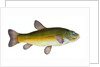 Tench, Cyprinus Tinca by E. Donovan