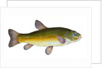 Tench, Cyprinus Tinca by E. Donovan