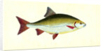 Red-eye, Cyprinus erythropthalmus by E. Donovan
