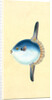 Short Sun-fish, Tetrodon Mola by E. Donovan