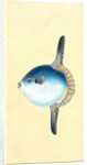 Short Sun-fish, Tetrodon Mola by E. Donovan