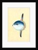 Short Sun-fish, Tetrodon Mola by E. Donovan
