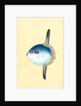 Short Sun-fish, Tetrodon Mola by E. Donovan