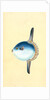 Short Sun-fish, Tetrodon Mola by E. Donovan