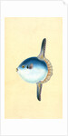 Short Sun-fish, Tetrodon Mola by E. Donovan