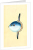 Short Sun-fish, Tetrodon Mola by E. Donovan