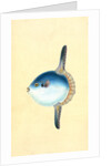 Short Sun-fish, Tetrodon Mola by E. Donovan