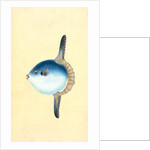 Short Sun-fish, Tetrodon Mola by E. Donovan