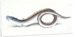 Conger Eel, Muraena Conger by E. Donovan