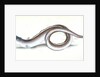 Conger Eel, Muraena Conger by E. Donovan