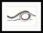 Conger Eel, Muraena Conger by E. Donovan