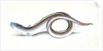 Conger Eel, Muraena Conger by E. Donovan