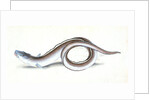 Conger Eel, Muraena Conger by E. Donovan