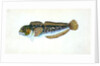 Blenny, smooth, Blennius Pholis by E. Donovan