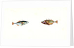 Stickleback, three-spined, Gasterosteus Aculeatus by E. Donovan