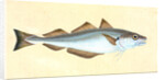 Whiting, Gadus Merlangius by E. Donovan