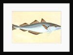 Whiting, Gadus Merlangius by E. Donovan