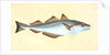 Whiting, Gadus Merlangius by E. Donovan