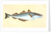 Whiting, Gadus Merlangius by E. Donovan