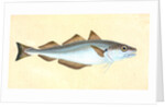 Whiting, Gadus Merlangius by E. Donovan