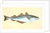 Whiting, Gadus Merlangius by E. Donovan